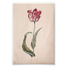 Judith Leyster Tulip Print Photo