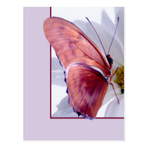 Julia Butterfly Post Card