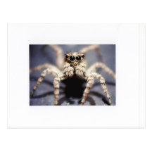 Jumping spider postcards