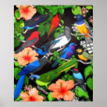 Jungle Birds of Central America Poster