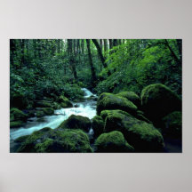 Jungles For Movies Poster