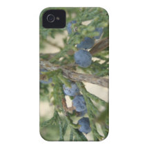 Juniper Berry iPhone 4 Case-Mate