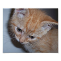 Just a Kitten Art Photo