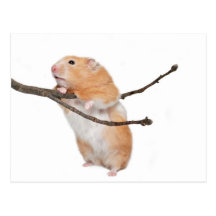 just hanging around post cards