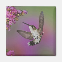 Juvenile male Ruby Throated Hummingbird in Magnets