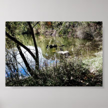 K&K - Still Life Pond Print