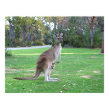 Kangaroo and Joey Announcements