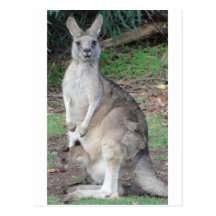 Kangaroo and Joey Post Cards
