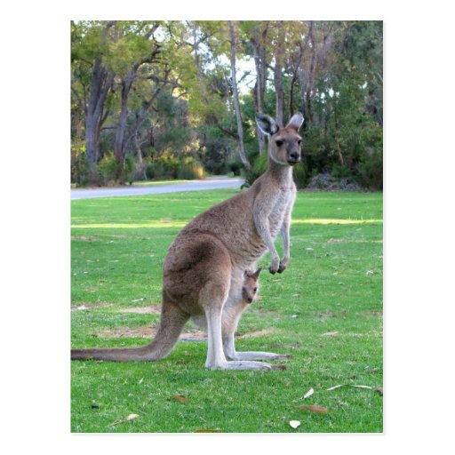 Kangaroo and Joey Post Cards