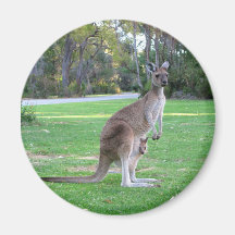 Kangaroo and Joey Refrigerator Magnets