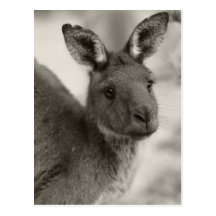 Kangaroo at Warrawong Sanctuary South Australia Postcard