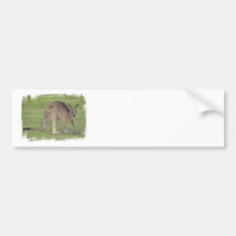 Kangaroo Bumper Sticker