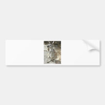 KANGAROO BUMPER STICKERS