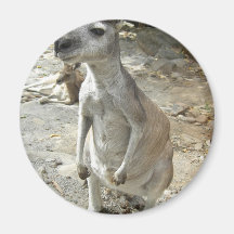 KANGAROO FRIDGE MAGNETS