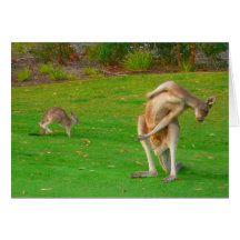 kangaroo & joey greeting cards