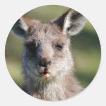 Kangaroo Kiss Stickers