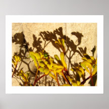 Kangaroo Paw Print