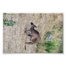 kangaroo photo art