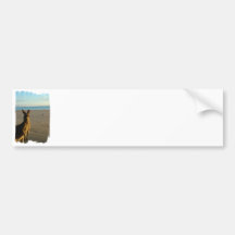 Kangaroo Photo Bumper Sticker