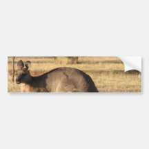 Kangaroo Picture Bumper Sticker