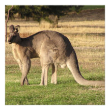 Kangaroo Picture Invitation