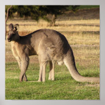 Kangaroo Picture Poster
