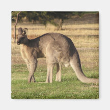 Kangaroo Picture Square Magnet