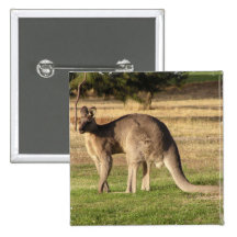 Kangaroo Picture Square Pin