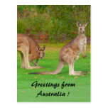 kangaroo post card