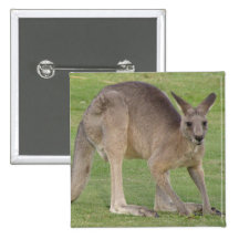 Kangaroo Square Pin