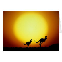 Kangaroos in the Australian Outback Card