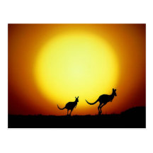 Kangaroos in the Australian Outback Postcard