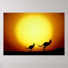 Kangaroos in the Australian Outback Poster