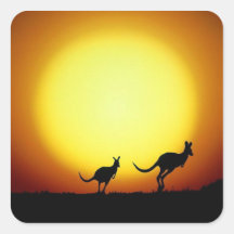 Kangaroos in the Australian Outback Stickers
