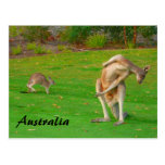 kangaroos post card