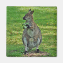 Kangaroos with oaks leaves magnet