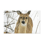 Kansas White Tail Deer Canvas Print