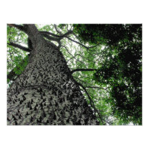 Kapok Tree @ Funchal,  Portugal Photo Print