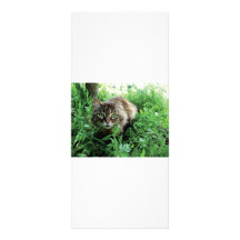 Katze Custom Rack Cards