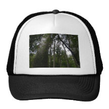 Kauri Forest Hat