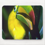 Keel-billed toucan mousepad
