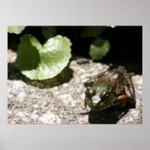 Kermit, S Cyr Print
