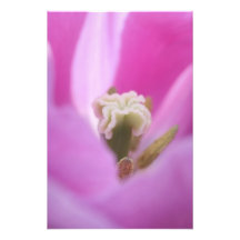 Keukenhof Gardens, Holland, specialises in 3 Photograph