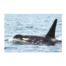 Killer Orca Male Whale Large Canvas Print