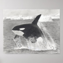 Killer Whale Print