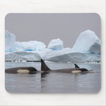 killer whales (orcas), Orcinus orca, pod Mouse Mats
