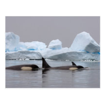 killer whales (orcas), Orcinus orca, pod Post Cards