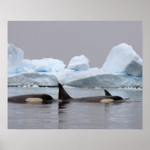 killer whales (orcas), Orcinus orca, pod Print