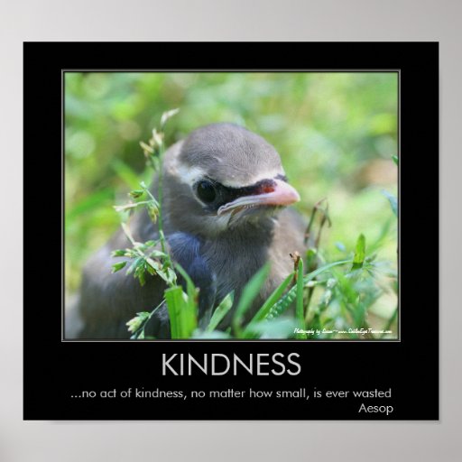Kindness Baby Bird Motivational Poster