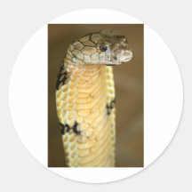 king cobra round sticker